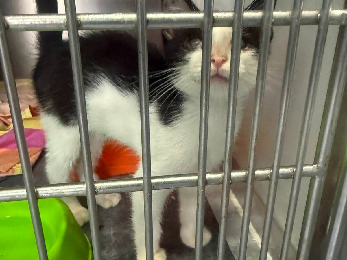 Adozione gatto, maschio, Razza sconosciuta Razza sconosciuta, 3 mesi, taglia non valida, Napoli