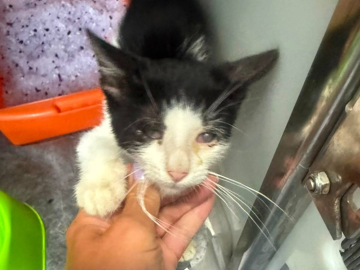 Adotta un gatto, maschio, 3 mesi, Napoli