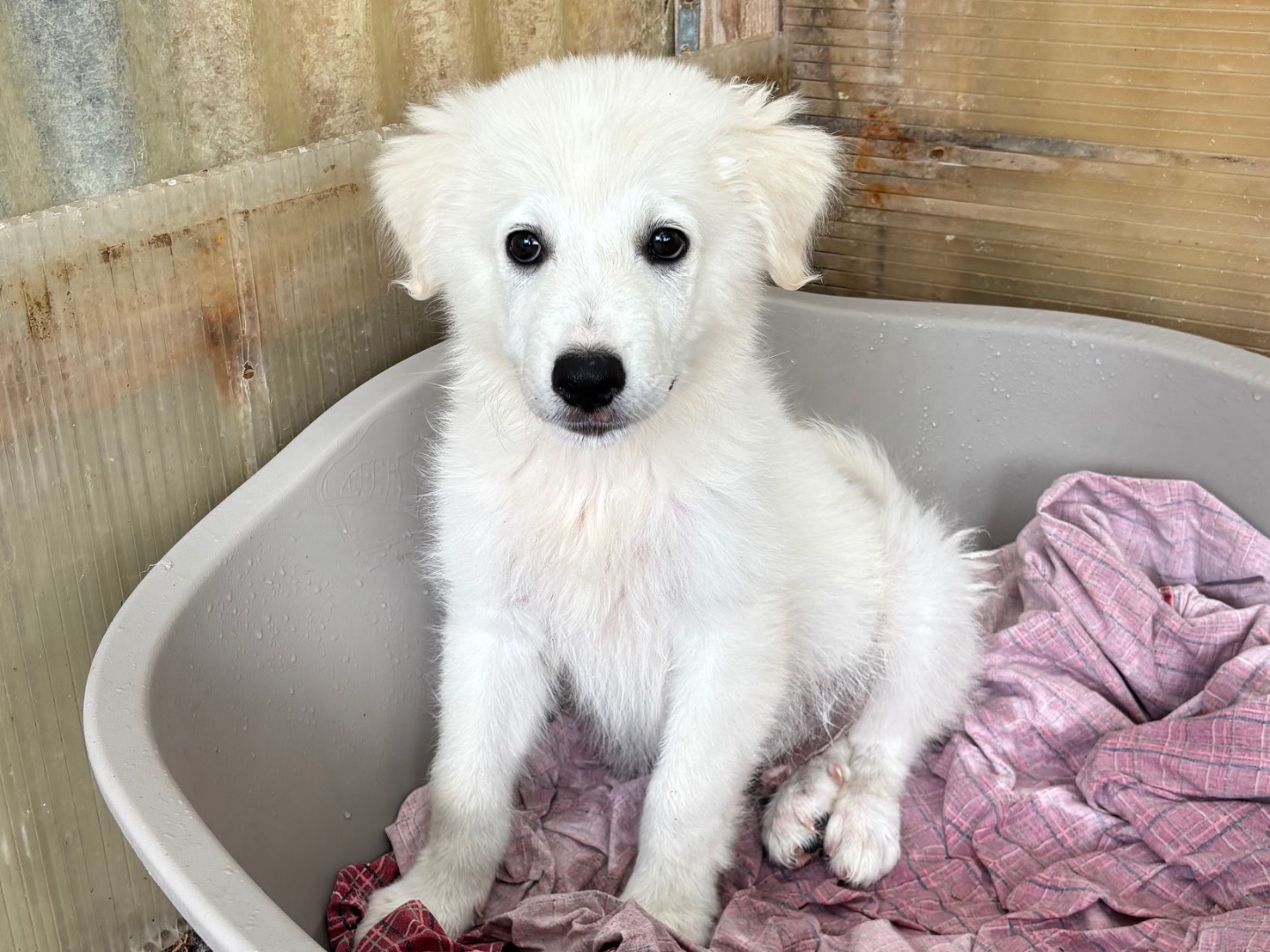 Adozione cane, maschio, Razza sconosciuta Razza sconosciuta, 2 mesi, taglia piccola, Siracusa
