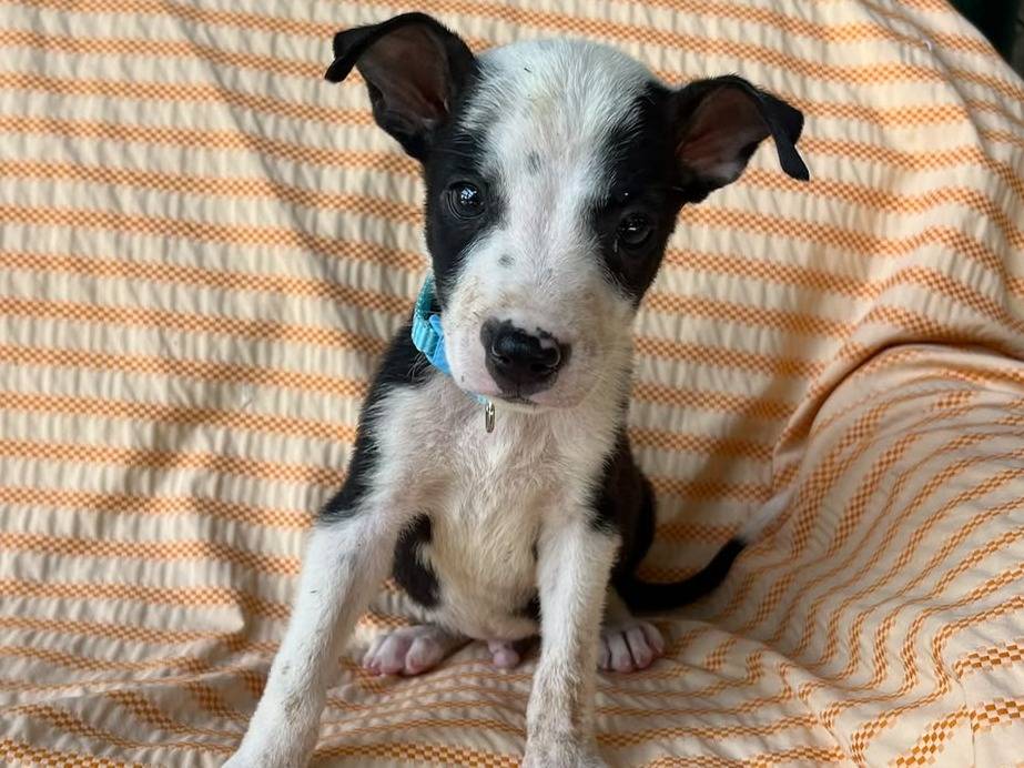 Adozione cane, maschio, Razza sconosciuta Razza sconosciuta, 2 mesi, taglia media contenuta, Siracusa