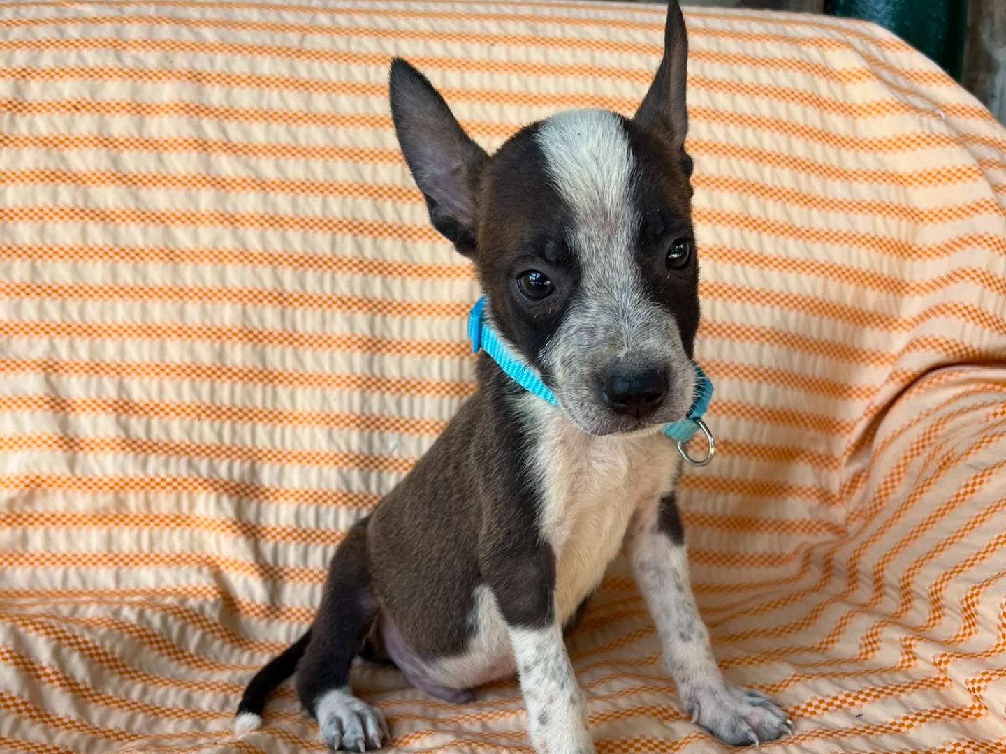 Adotta un cane, maschio, 2 mesi, Siracusa