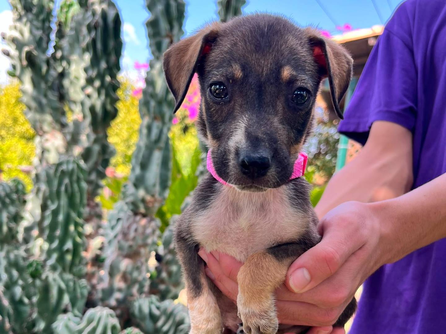 Adozione cane, femmina, Razza sconosciuta Razza sconosciuta, 2 mesi, taglia media contenuta, Siracusa