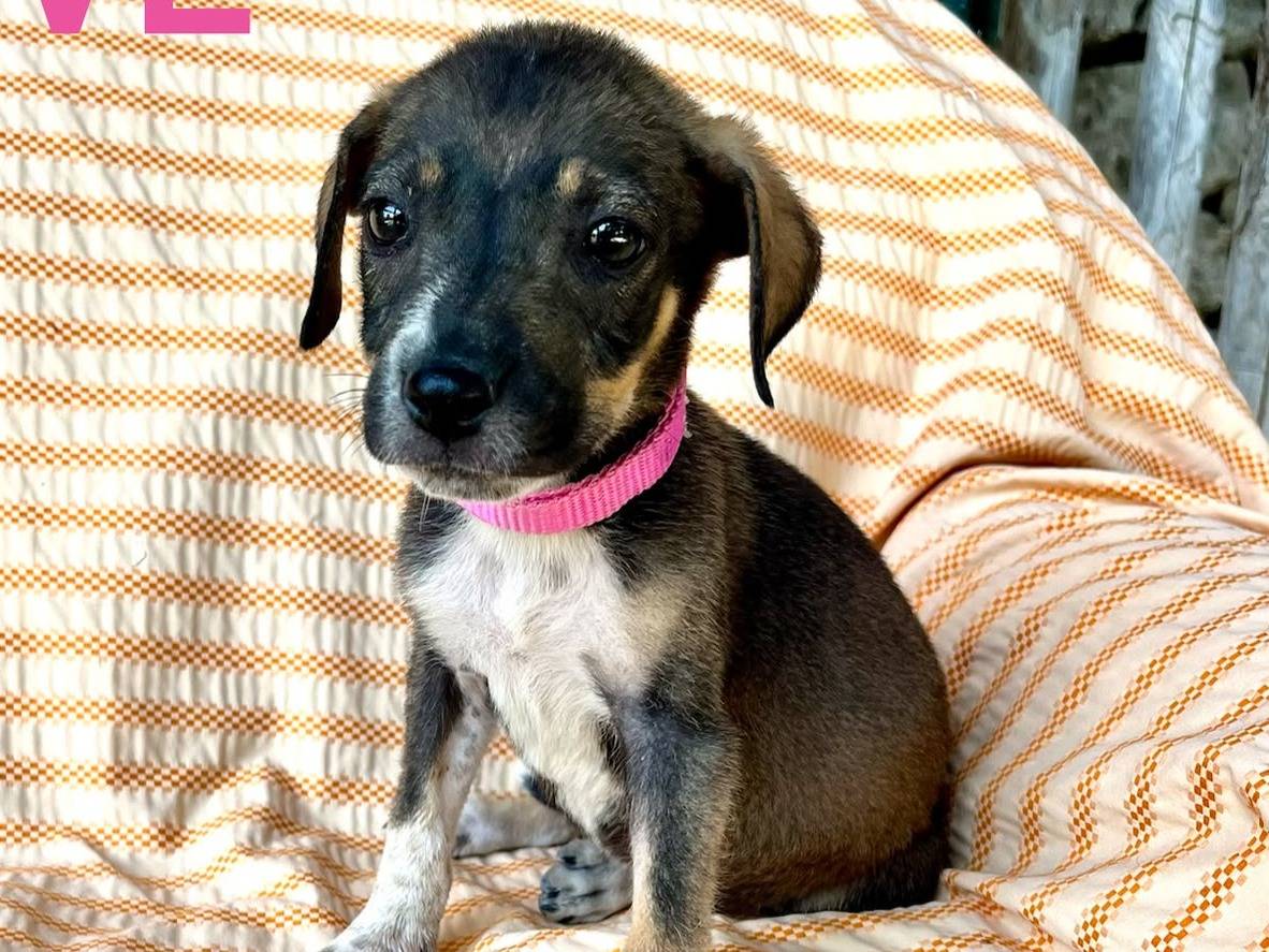 Adotta un cane, femmina, 2 mesi, Siracusa