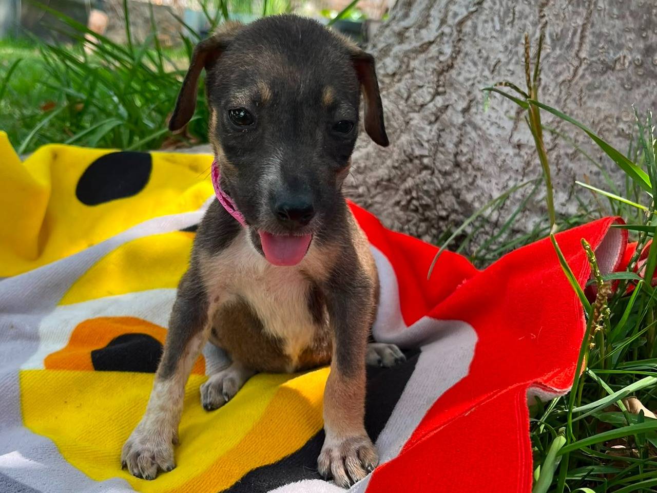 Adotta un cane, taglia media contenuta, femmina, Siracusa