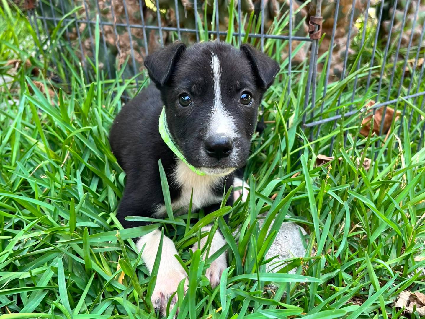 Adozione cane, maschio, Razza sconosciuta Razza sconosciuta, 2 mesi, taglia media contenuta, Siracusa