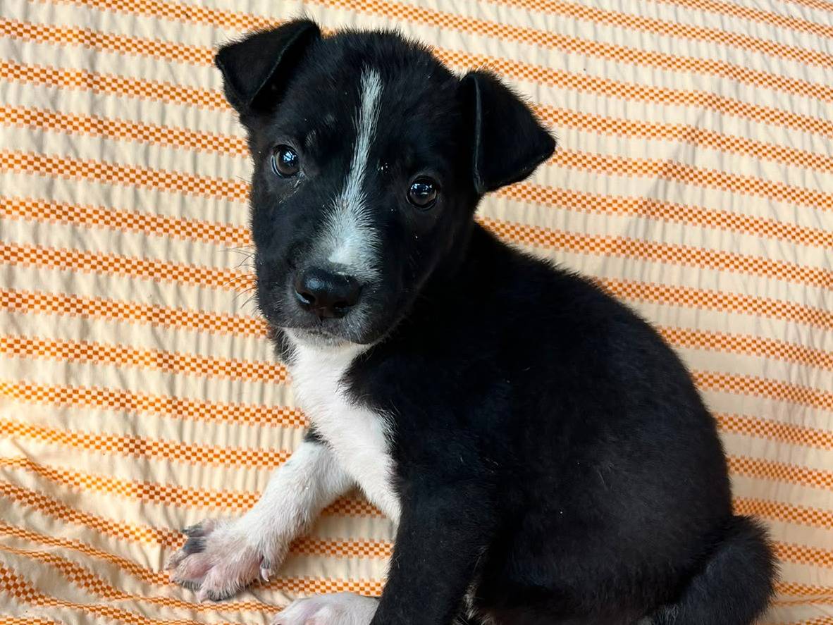 Adotta un cane, maschio, 2 mesi, Siracusa