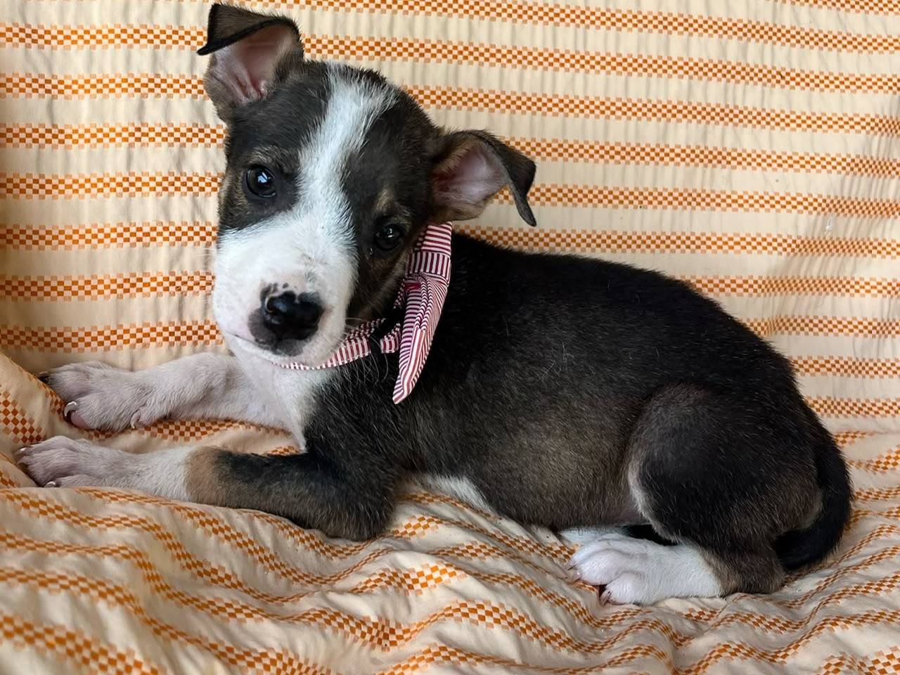 Adotta un cane, maschio, 2 mesi, Siracusa