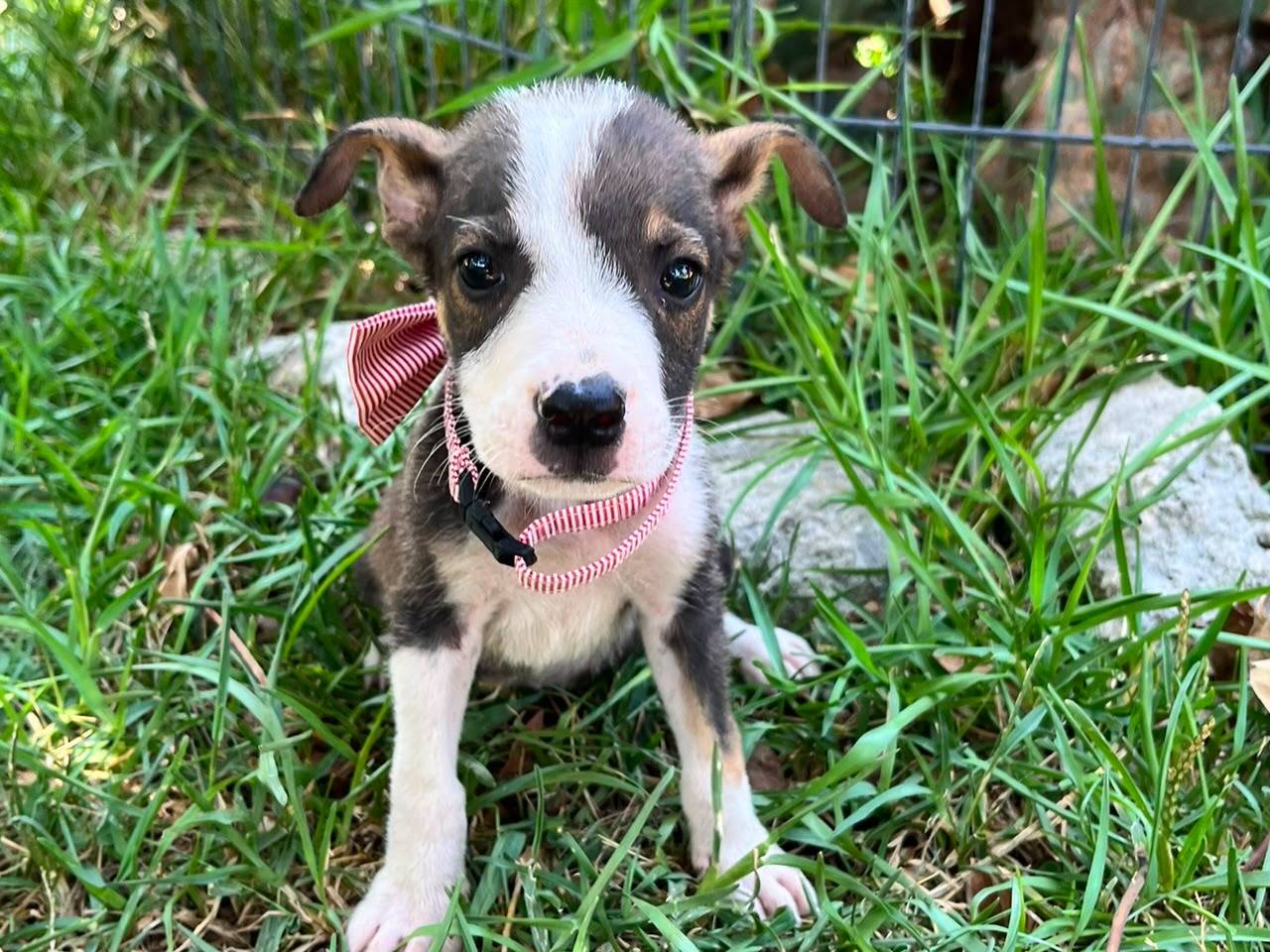 Adozione cane, maschio, Razza sconosciuta Razza sconosciuta, 2 mesi, taglia media contenuta, Siracusa