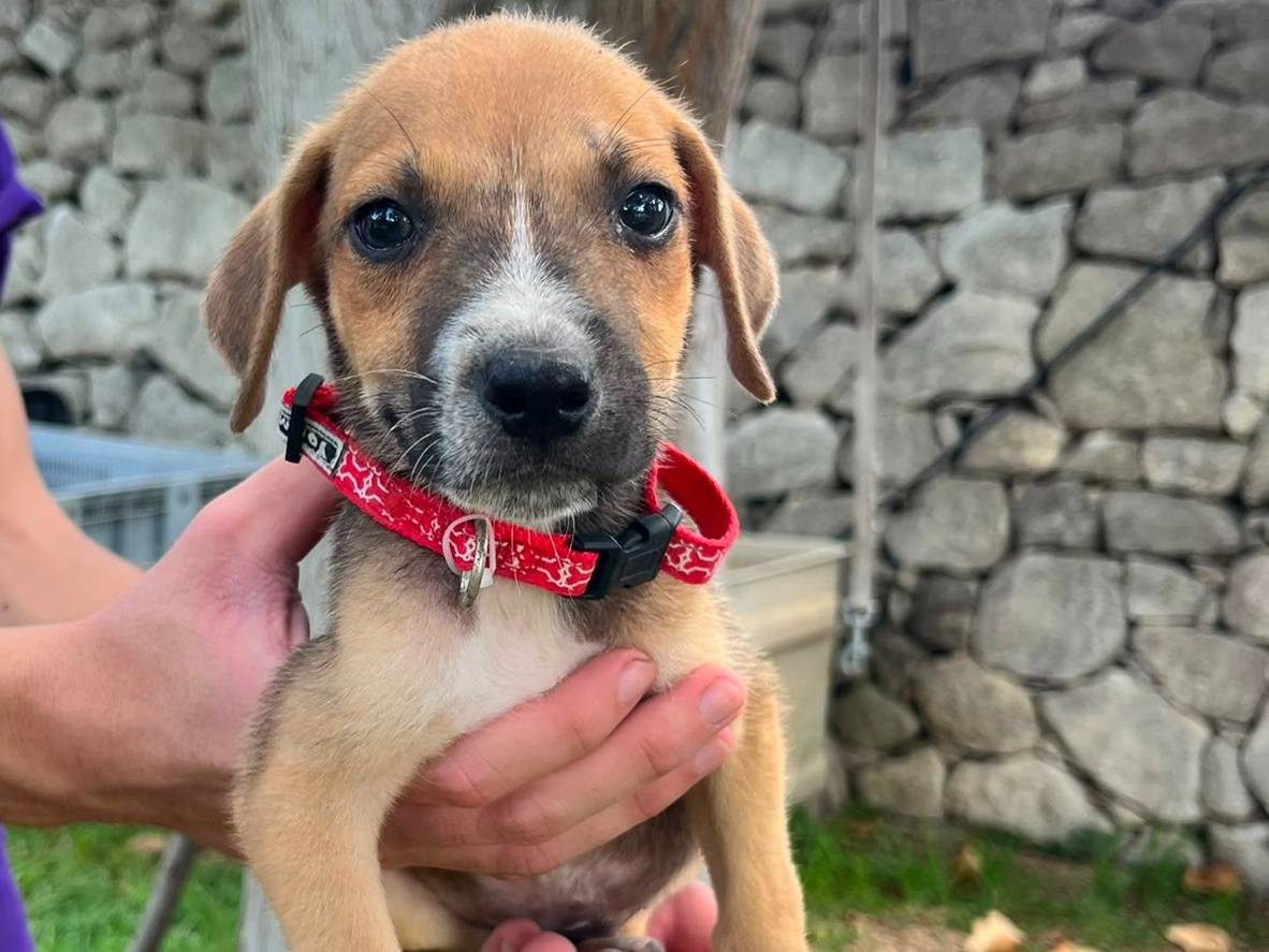 Adotta un cane, maschio, 2 mesi, Siracusa