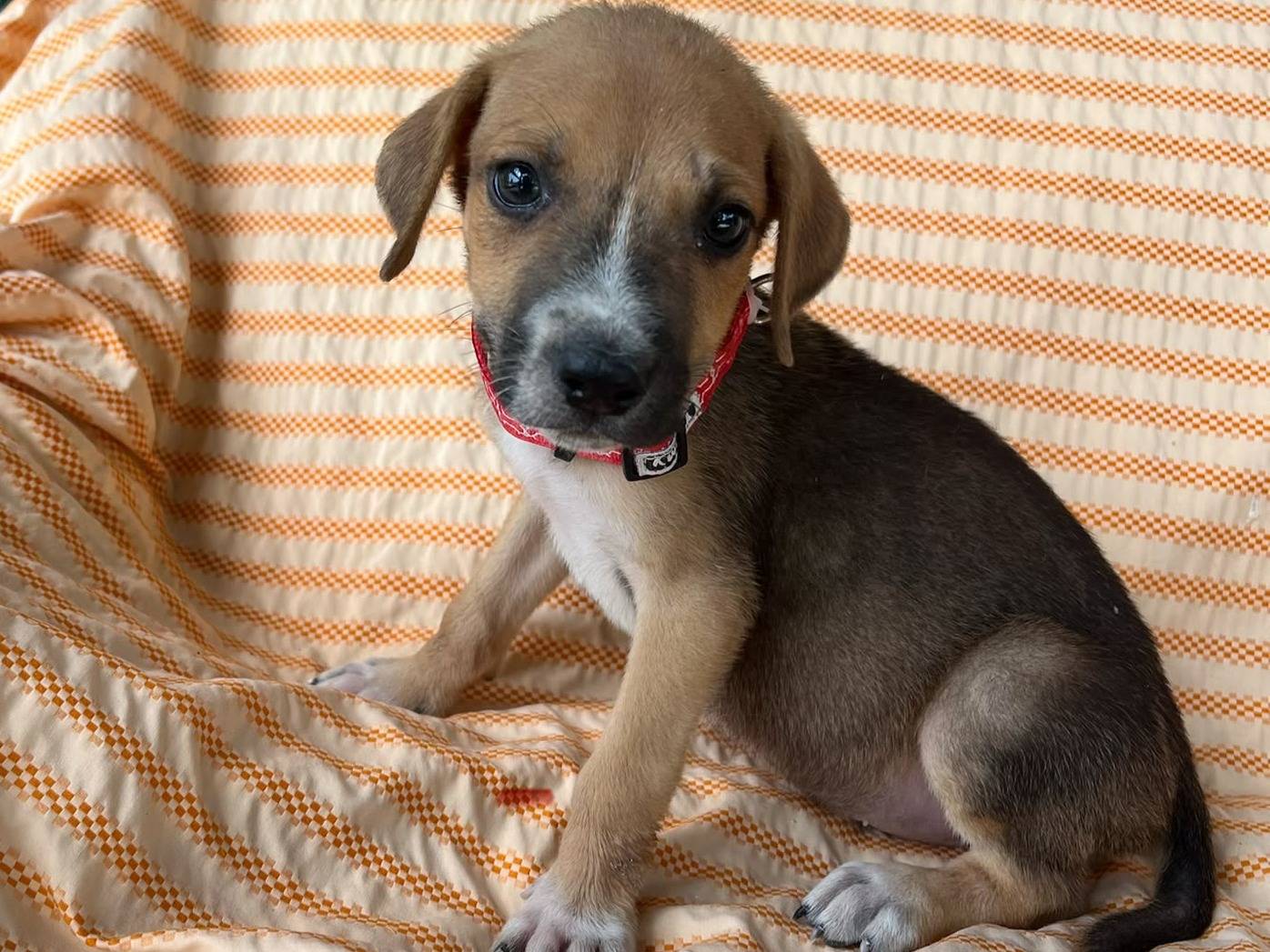 Adozione cane, maschio, Razza sconosciuta Razza sconosciuta, 2 mesi, taglia media contenuta, Siracusa
