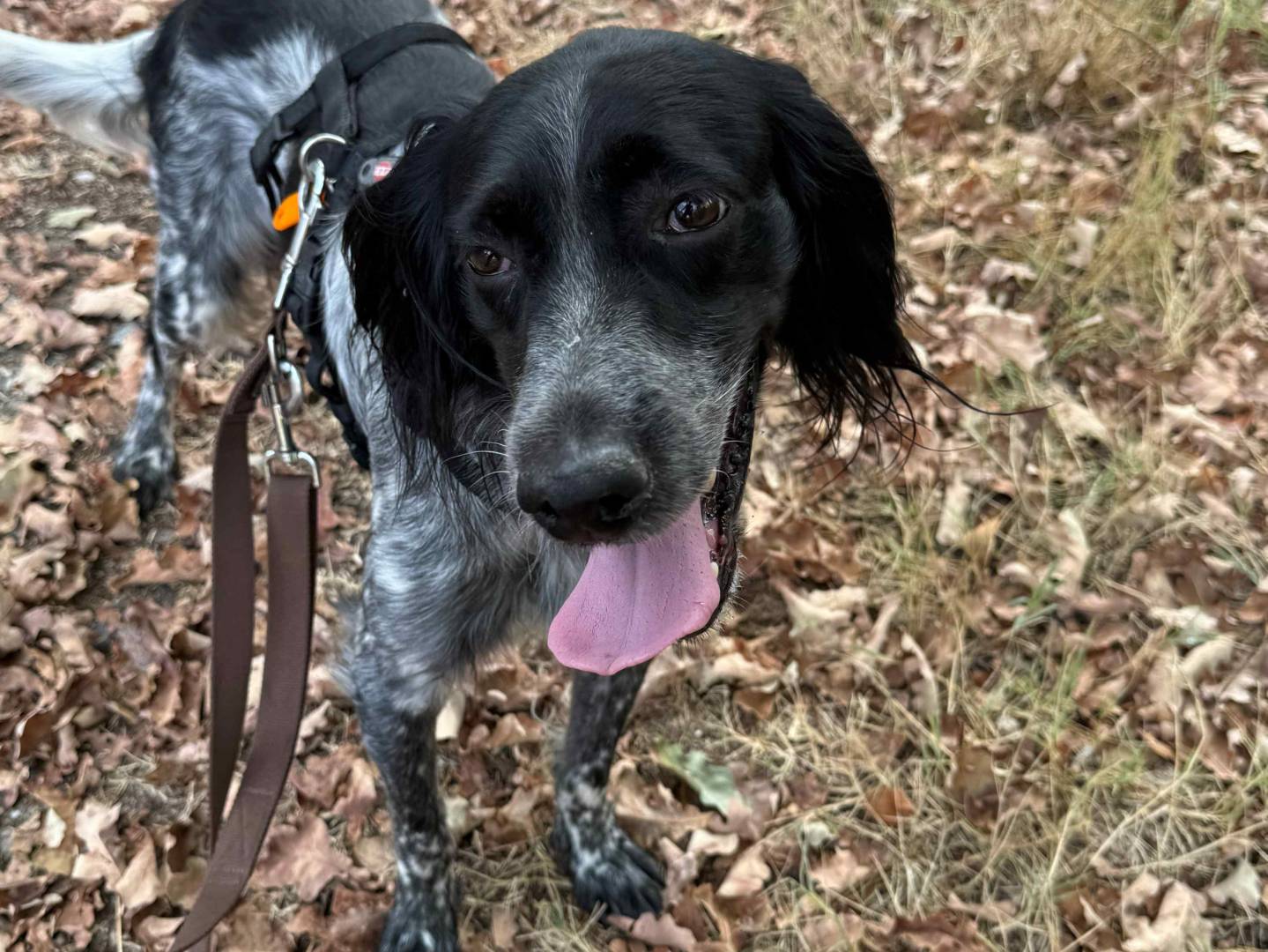 Adozione cane, maschio, Setter Inglese Razza sconosciuta, 5 anni e 7 mesi, taglia media, Milano