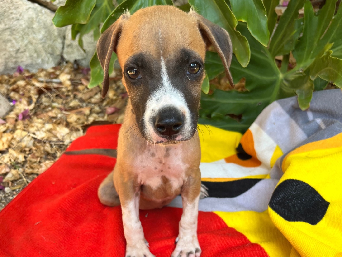 Adotta un cane, maschio, 2 mesi, Siracusa