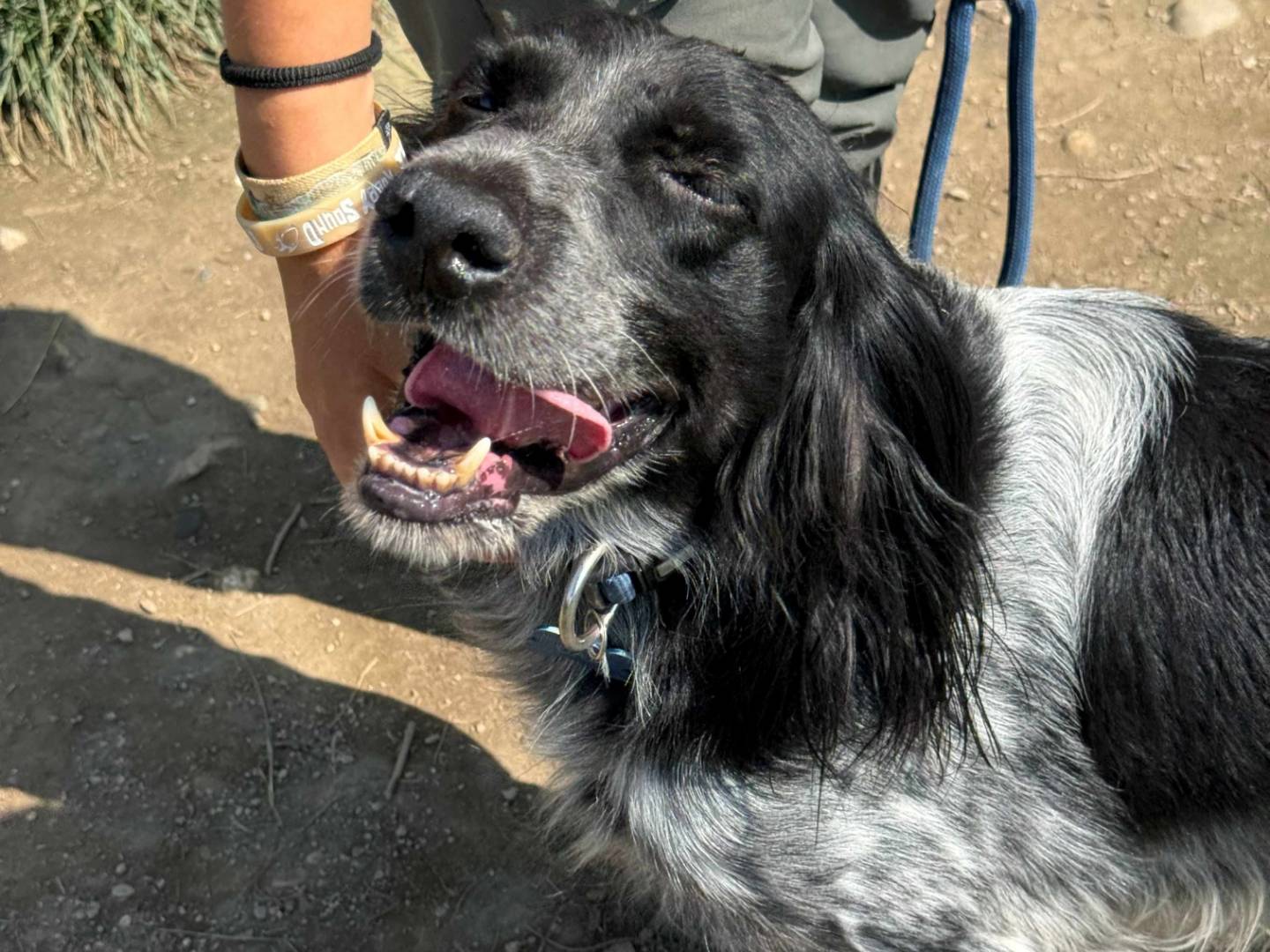 Adotta un cane, maschio, 5 anni e 7 mesi, Milano
