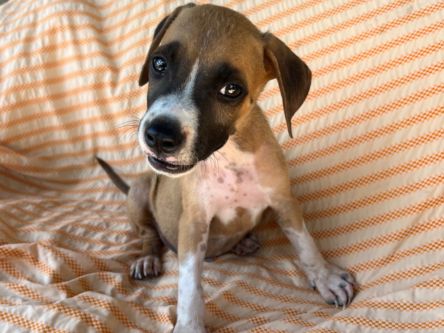 Adotta un cane, taglia media contenuta, maschio, Siracusa