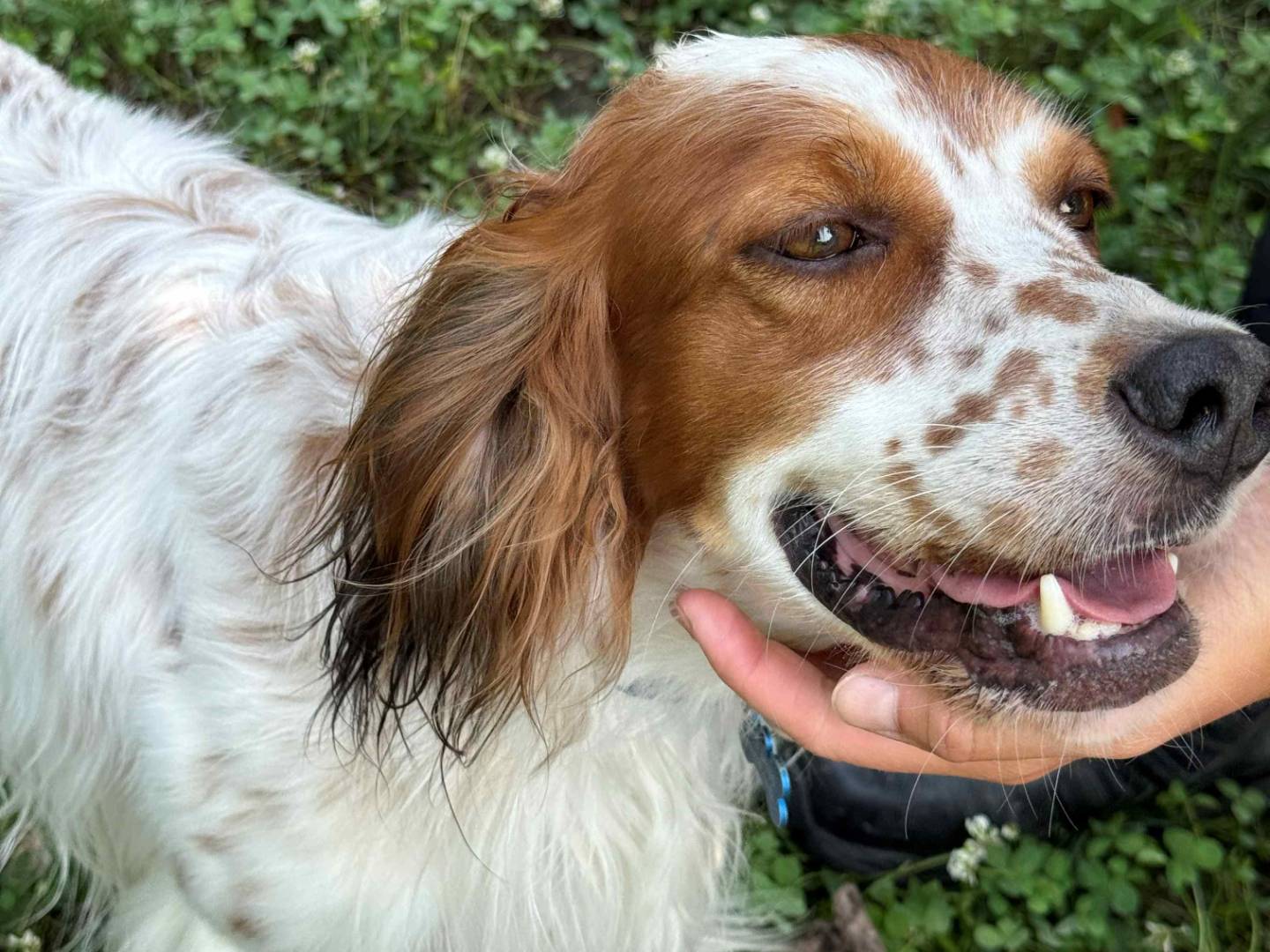 Adozione cane, maschio, Setter Inglese Razza sconosciuta, 3 anni e 11 mesi, taglia media contenuta, Milano