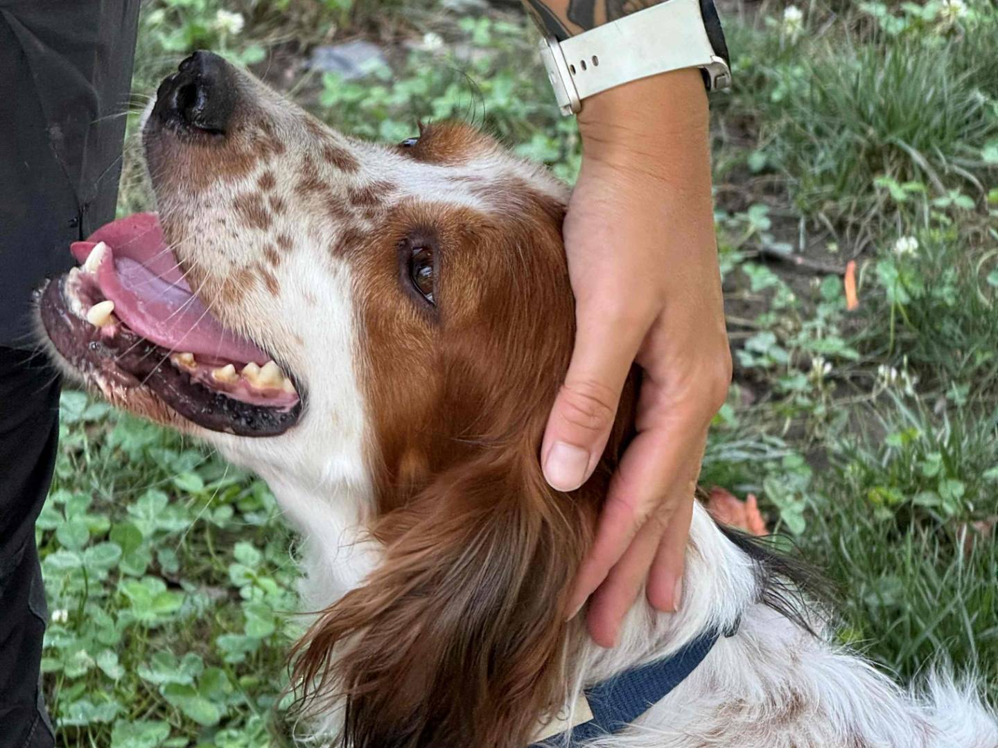 Adotta un cane, maschio, 3 anni e 11 mesi, Milano