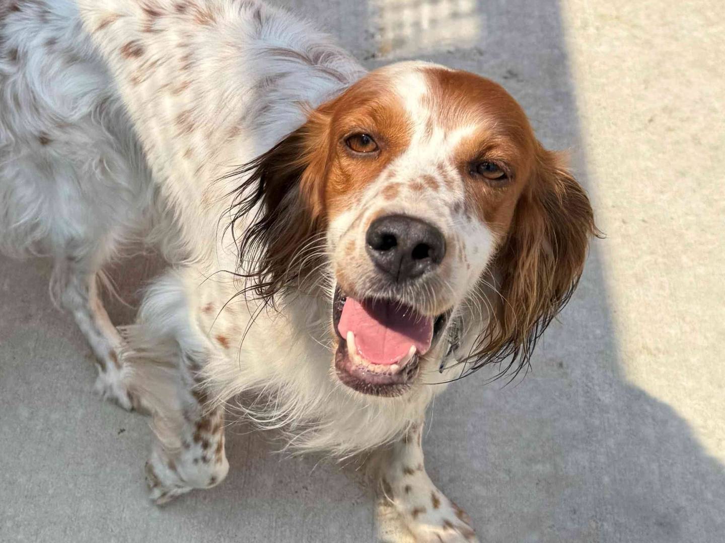 Adotta un cane, taglia media contenuta, maschio, Milano