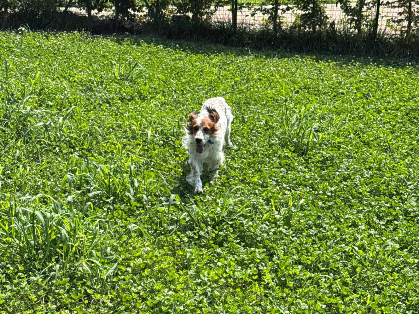 Vuoi adottare un cane a Milano?