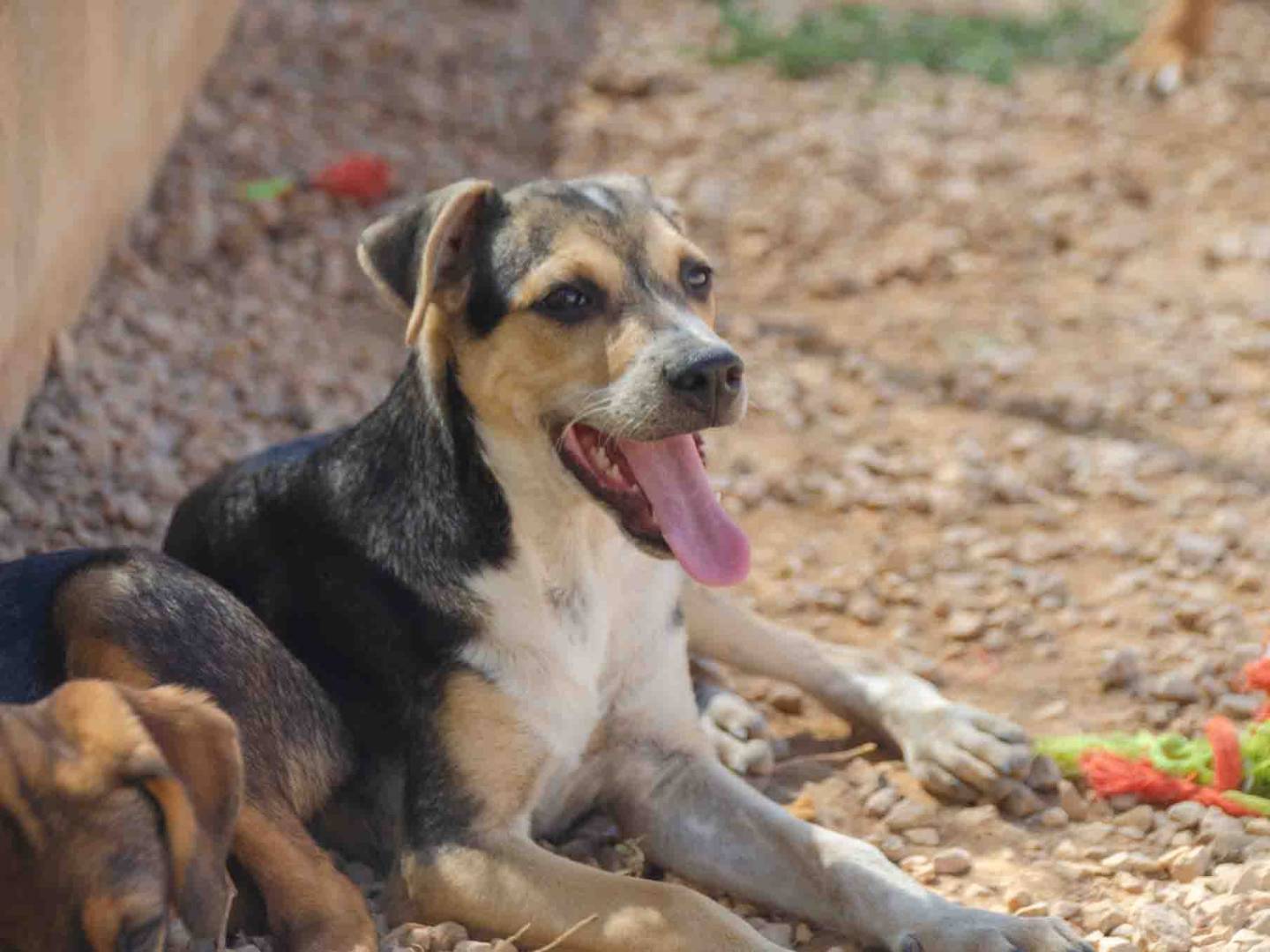 Adotta un cane, maschio, 4 mesi, Lecce