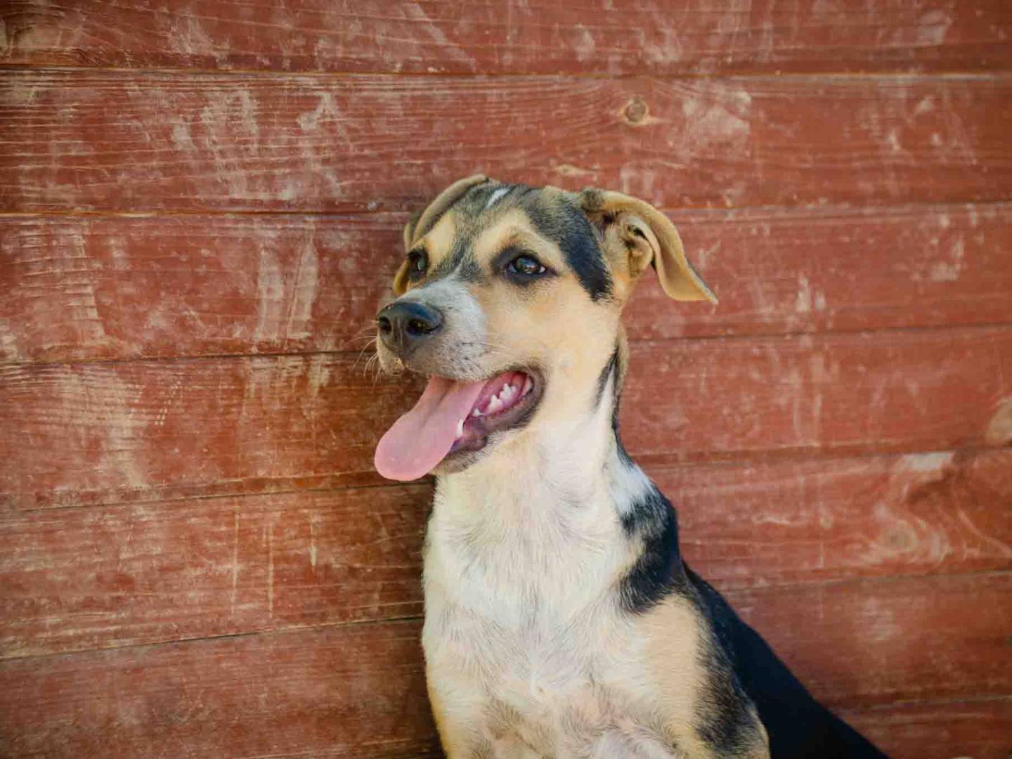 Adotta il cane Roy a Lecce