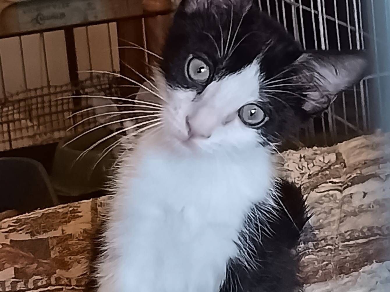 Adozione gatto, femmina, Razza sconosciuta Razza sconosciuta, 2 mesi, taglia non valida, Milano