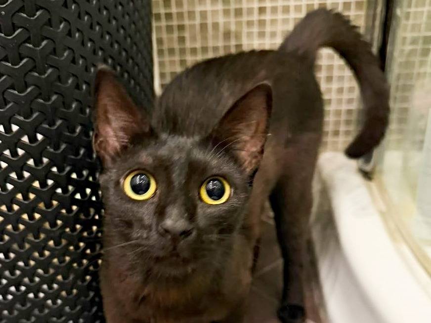 Adozione gatto, femmina, Razza sconosciuta Razza sconosciuta, 10 mesi, taglia non valida, Cremona