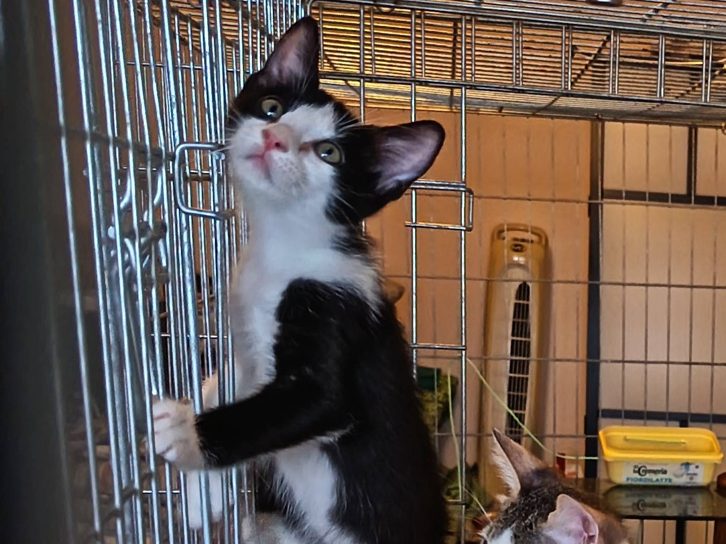Adotta un gatto, femmina, 2 mesi, Milano