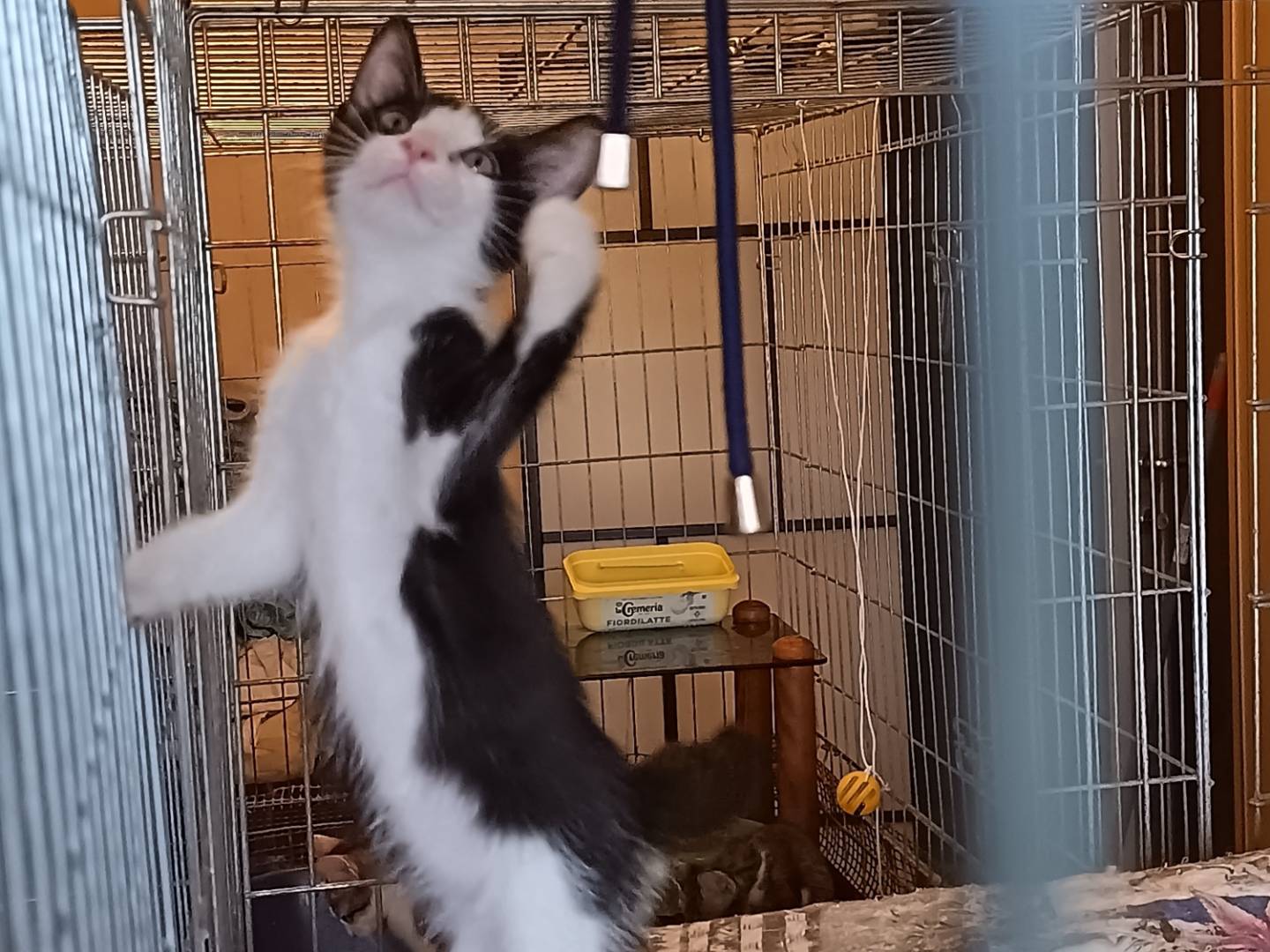 Adotta un gatto, taglia non valida, femmina, Milano