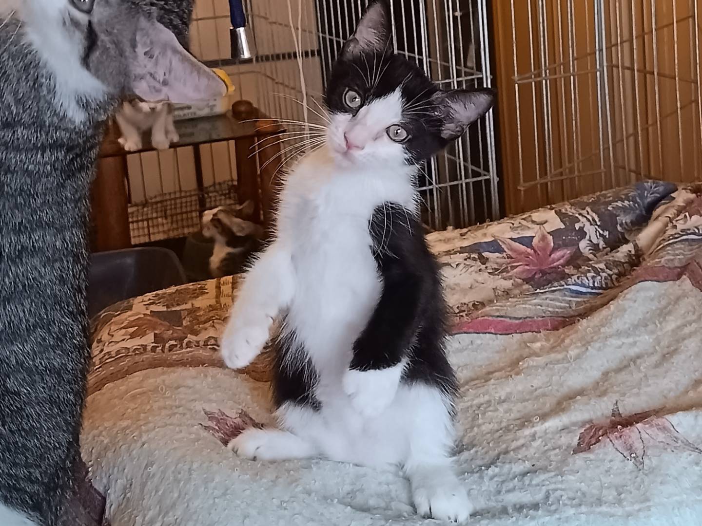 Vuoi adottare un gatto a Milano?