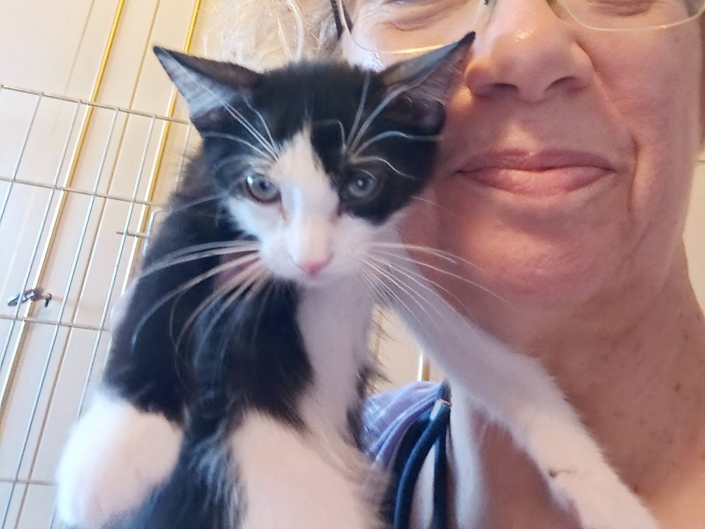 Adotta il gatto Lady a Milano