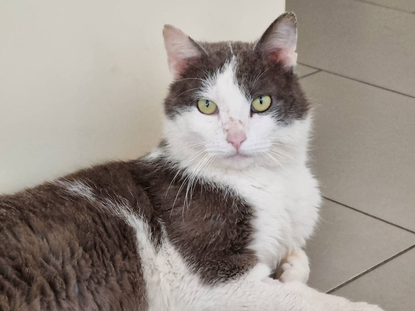 Adotta un gatto, maschio, 4 anni, Cremona