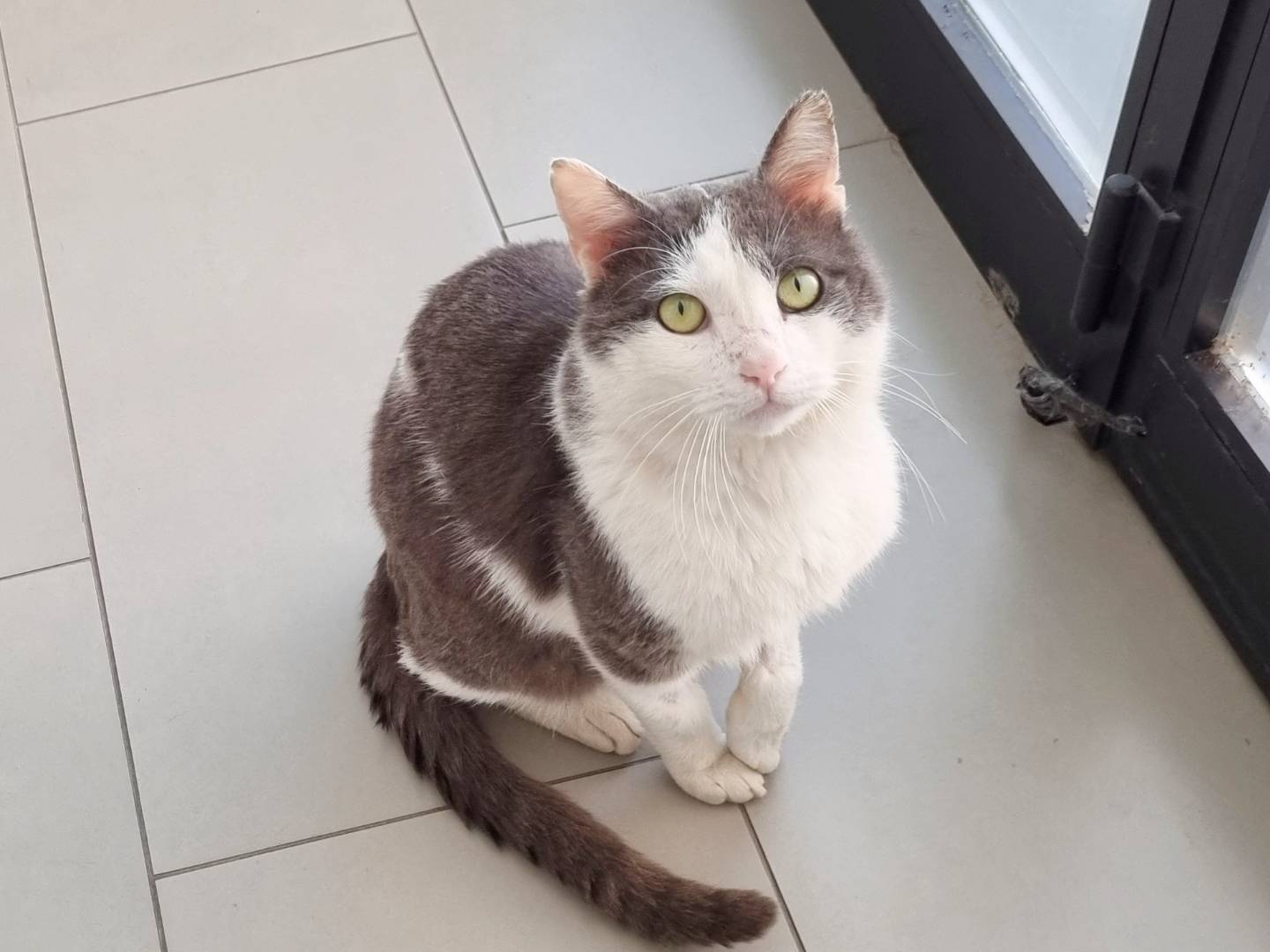 Adotta un gatto, taglia non valida, maschio, Cremona