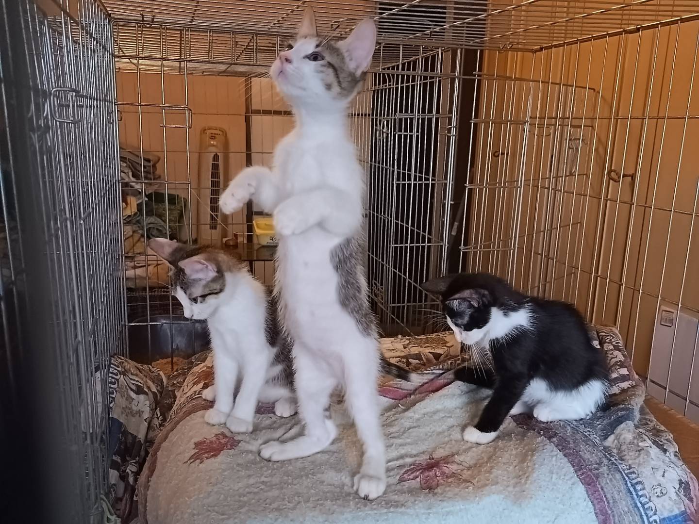 Vuoi adottare un gatto a Milano?