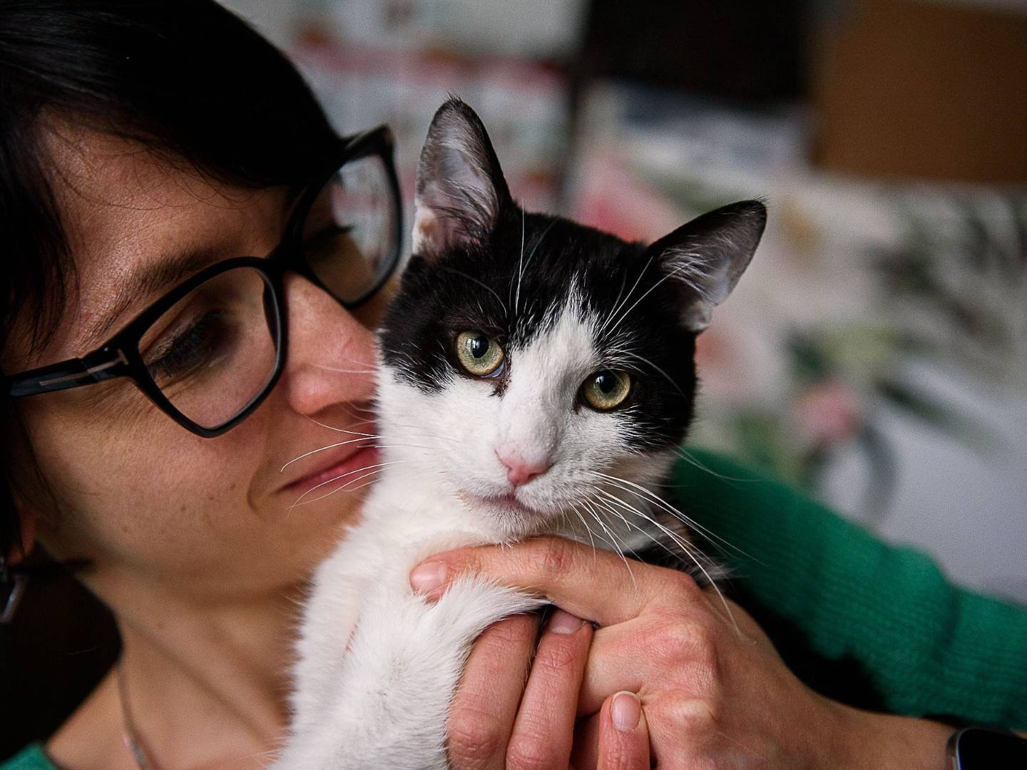Adozione gatto, maschio, Razza sconosciuta Razza sconosciuta, 1 anno, taglia non valida, Genova