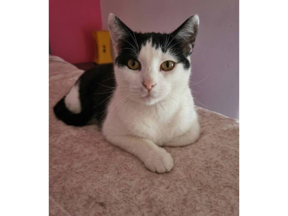 Adozione gatto, maschio, Razza sconosciuta Razza sconosciuta, 2 anni, taglia non valida, Potenza
