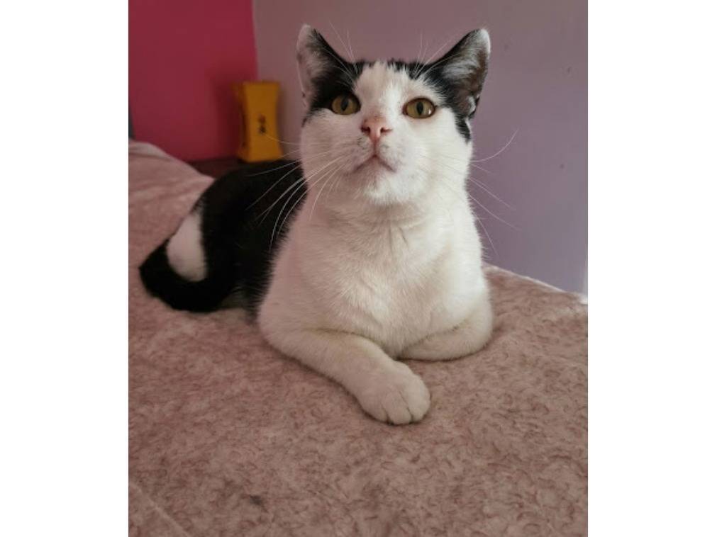 Adotta un gatto, maschio, 2 anni, Potenza