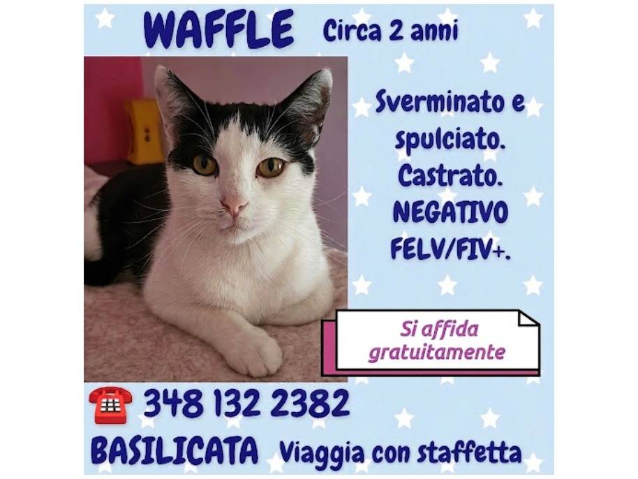 Adotta un gatto, taglia non valida, maschio, Potenza