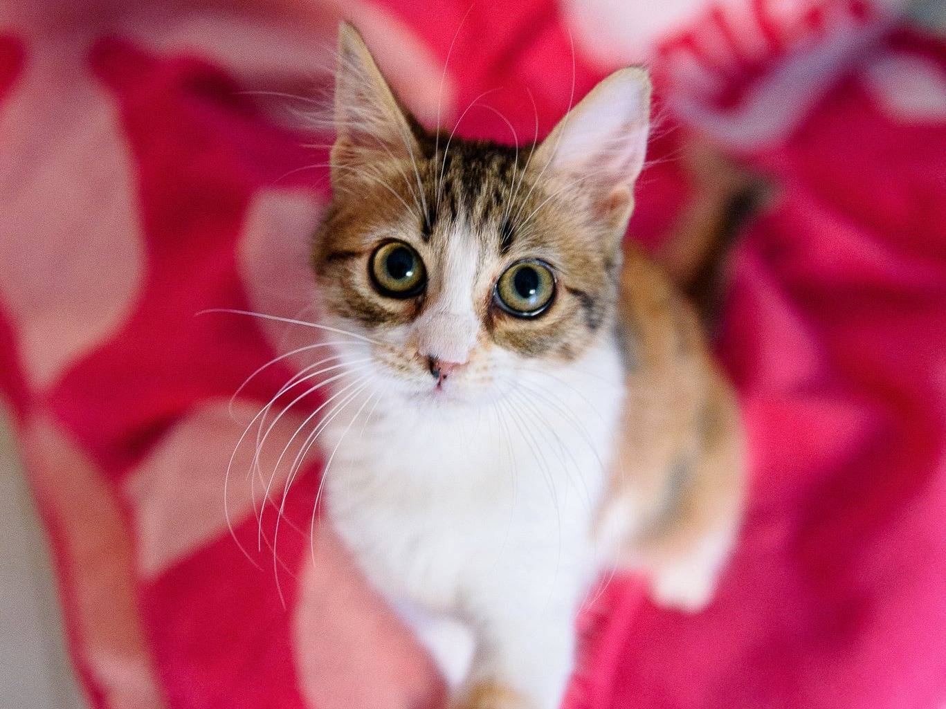 Adotta il gatto PABLO E FRIDA a Monza