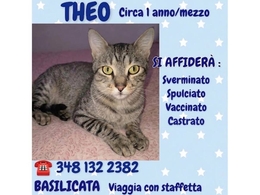 Vuoi adottare un gatto a Potenza?
