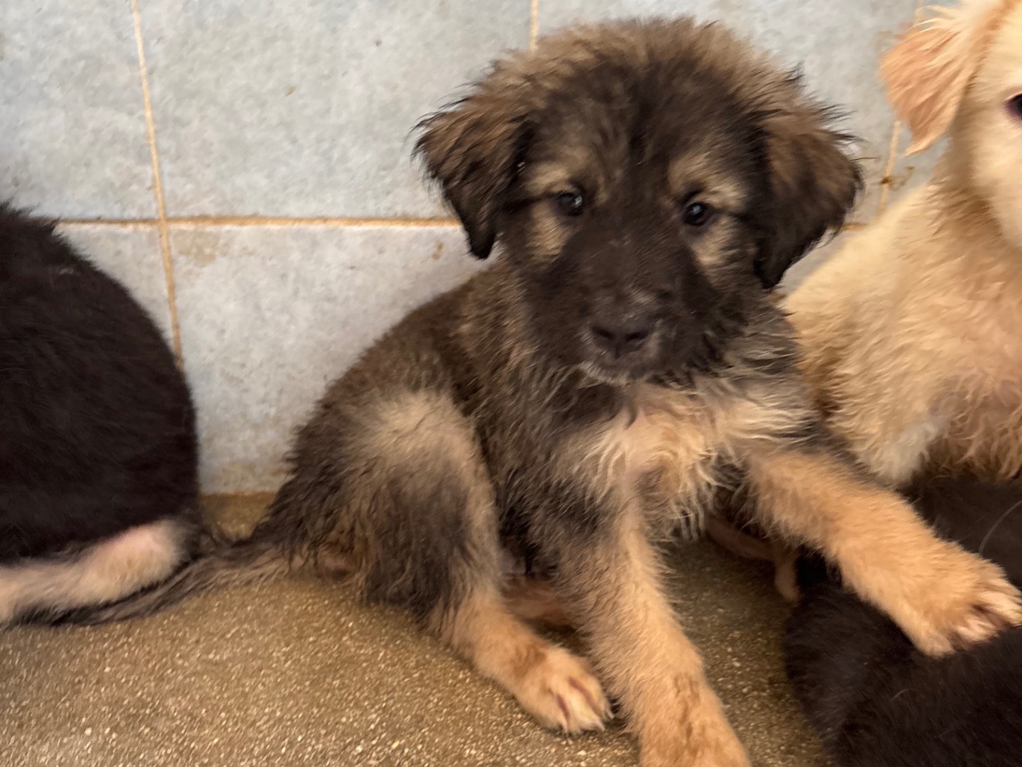 Adozione cane, maschio, Razza sconosciuta Razza sconosciuta, 1 mese, taglia grande, Taranto