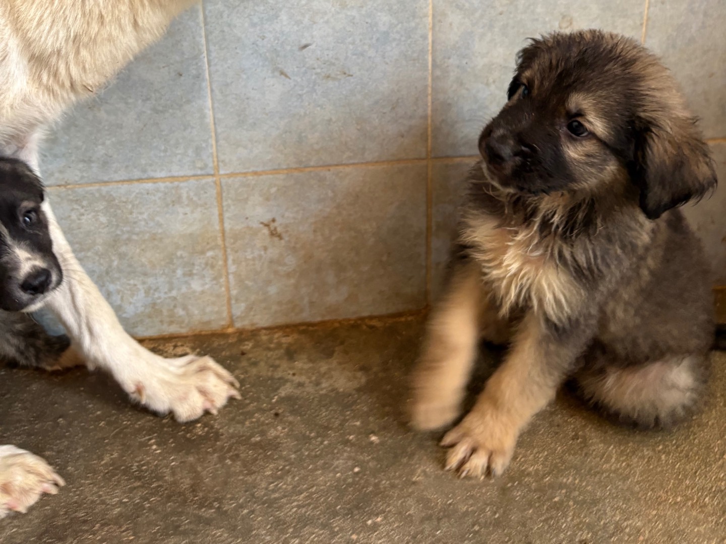 Adotta un cane, maschio, 1 mese, Taranto