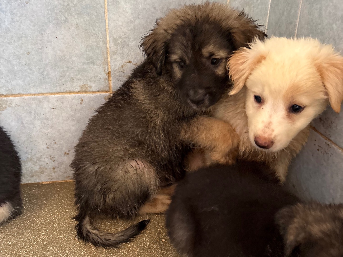 Adotta un cane, taglia grande, maschio, Taranto
