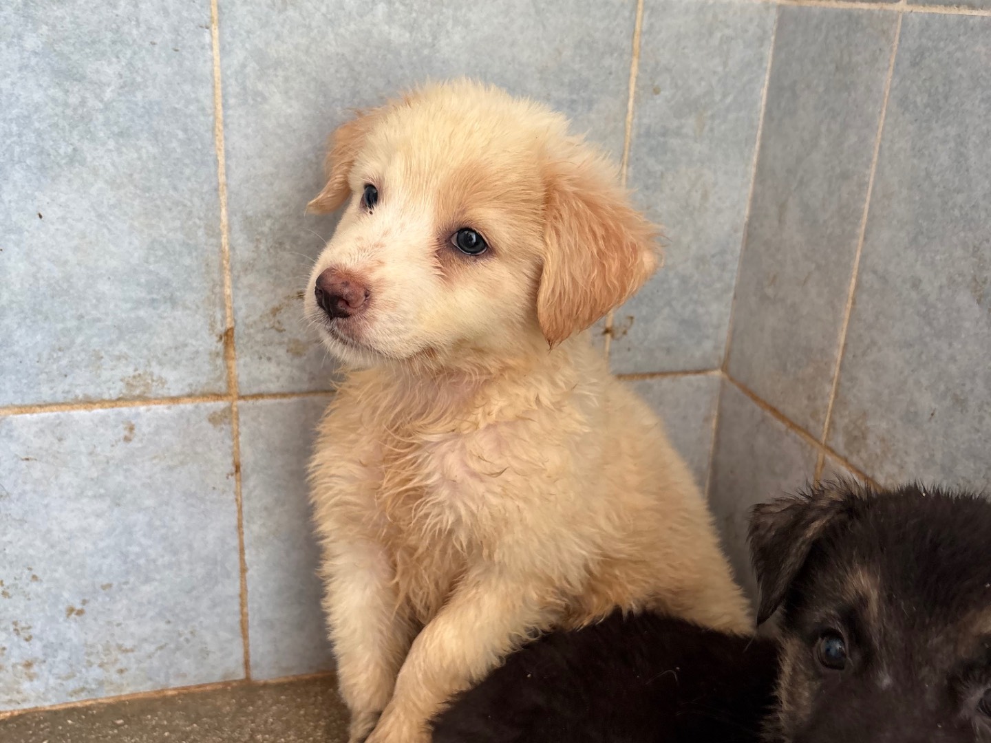 Adozione cane, femmina, Razza sconosciuta Razza sconosciuta, 1 mese, taglia media, Taranto