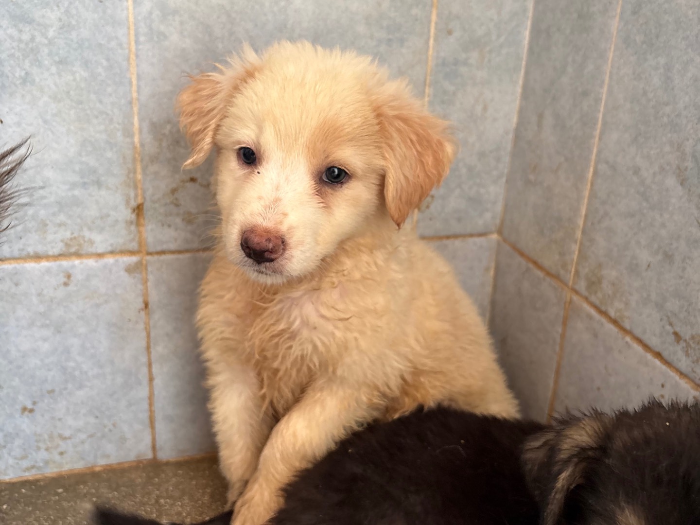 Adotta un cane, femmina, 1 mese, Taranto