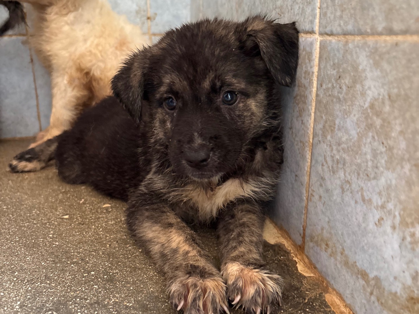 Adozione cane, femmina, Razza sconosciuta Razza sconosciuta, 1 mese, taglia media, Taranto