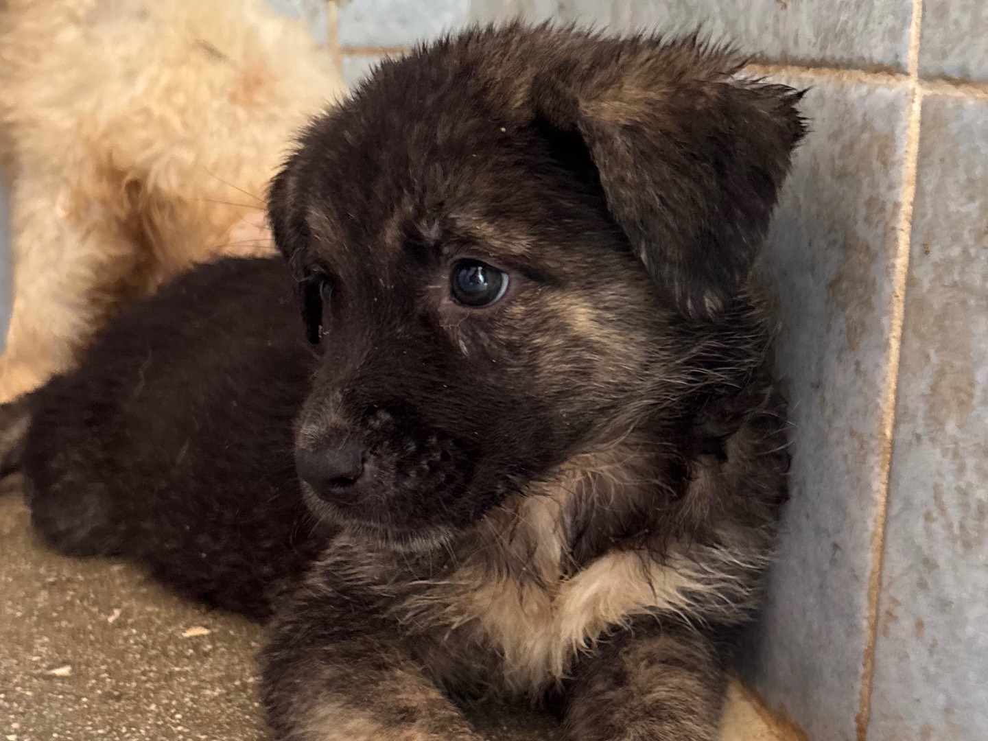 Adotta un cane, femmina, 1 mese, Taranto