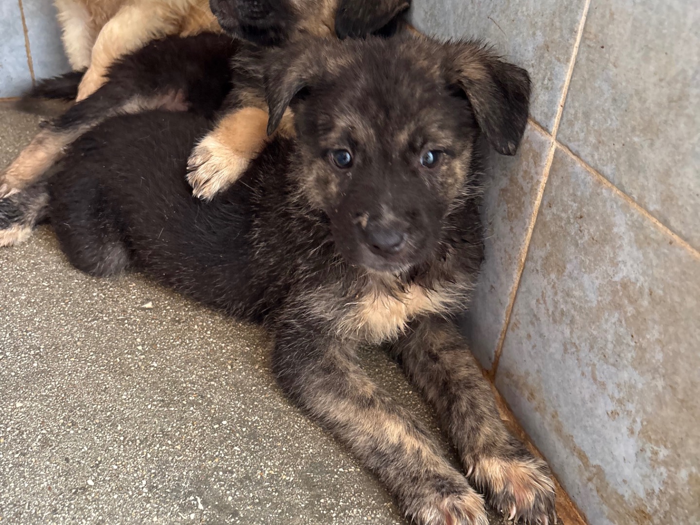 Adotta un cane, taglia media, femmina, Taranto