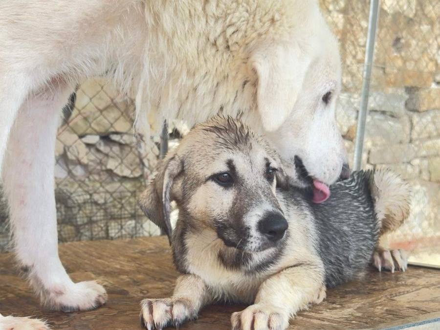 Adozione cane, femmina, Razza sconosciuta Razza sconosciuta, 2 mesi, taglia media, Trapani