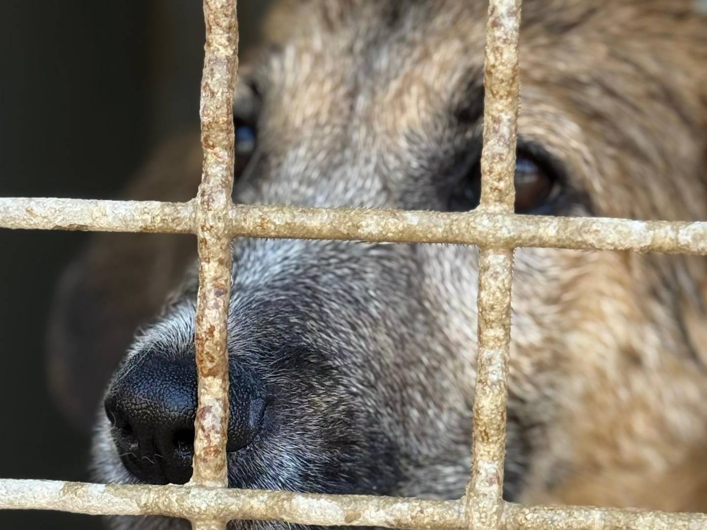 Adotta un cane, femmina, 2 mesi, Trapani