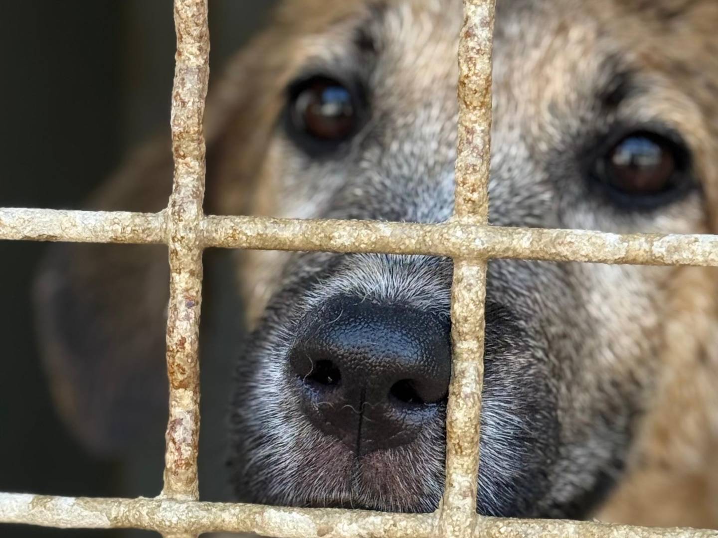 Adotta un cane, taglia media, femmina, Trapani